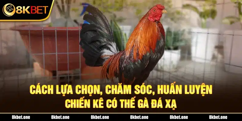 Cách lựa chọn, chăm sóc, huấn luyện chiến kê có thế gà đá xạ