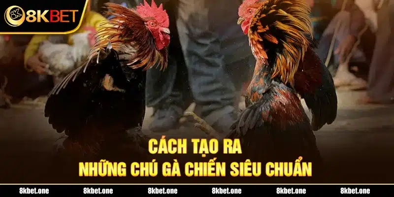 Cách tạo ra những chú gà chiến siêu chuẩn