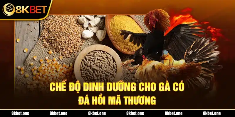 Chế độ dinh dưỡng cho gà có đá hồi mã thương