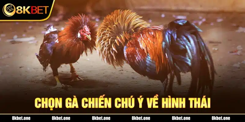 Chọn gà chiến chú ý về hình thái