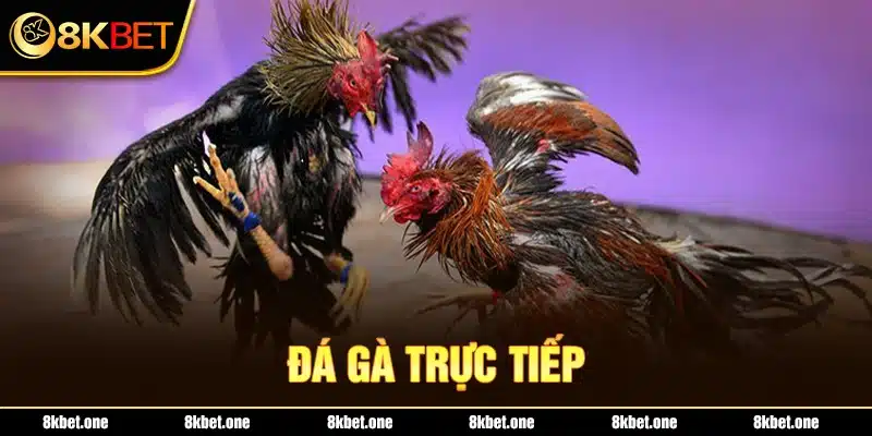 Đá gà trực tiếp 8Kbet