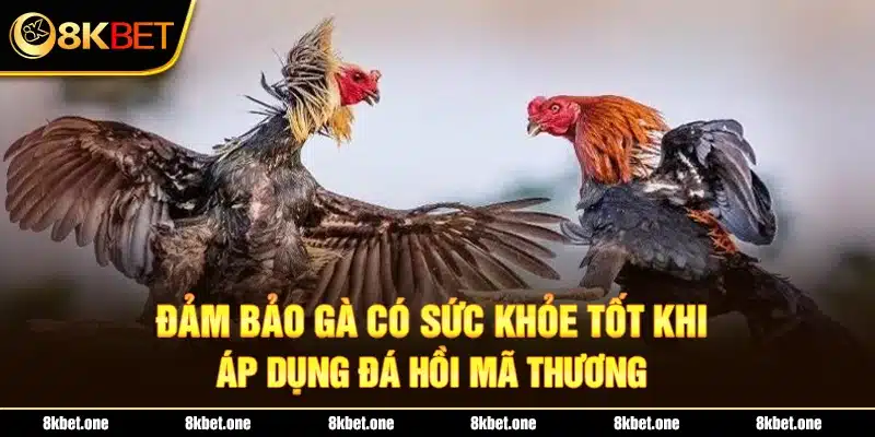 Đảm bảo gà có sức khỏe tốt khi áp dụng đá hồi mã thương