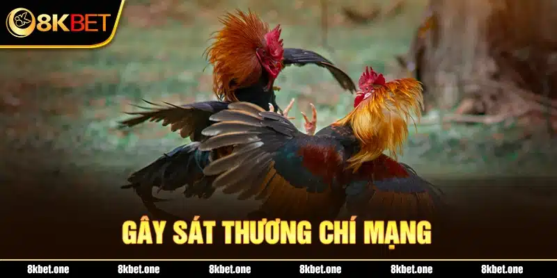 Gây sát thương chí mạng