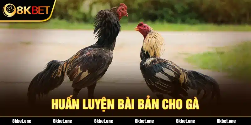 Huấn luyện bài bản cho gà