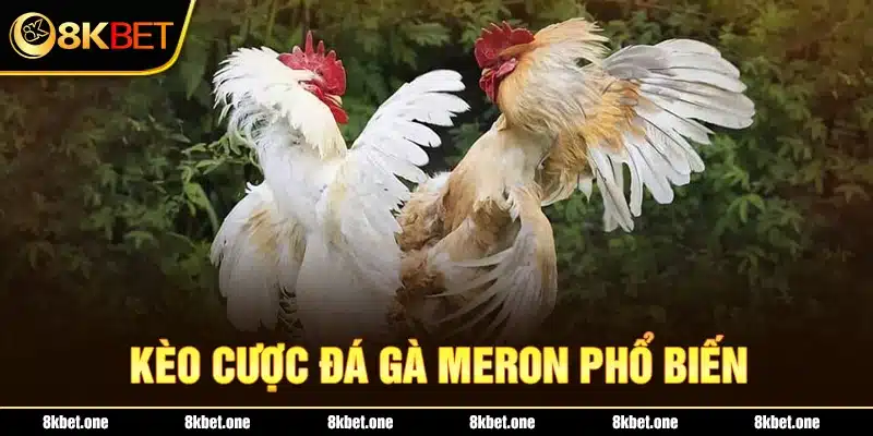 Kèo cược đá gà Meron phổ biến