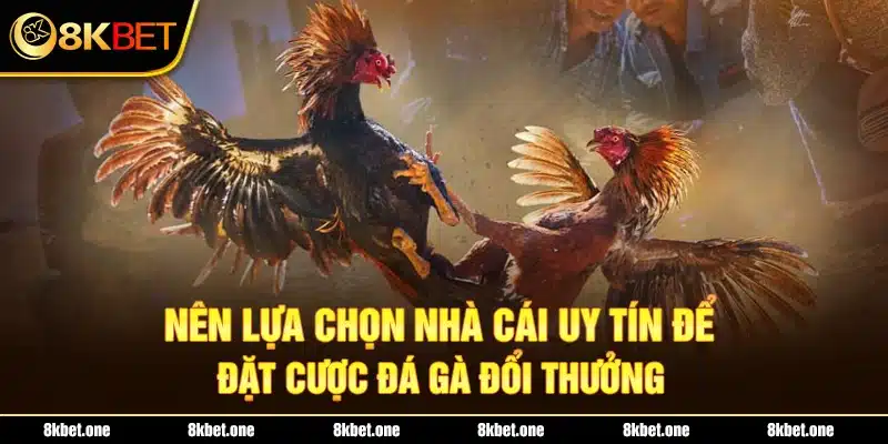 Nên lựa chọn nhà cái uy tín để đặt cược đá gà đổi thưởng