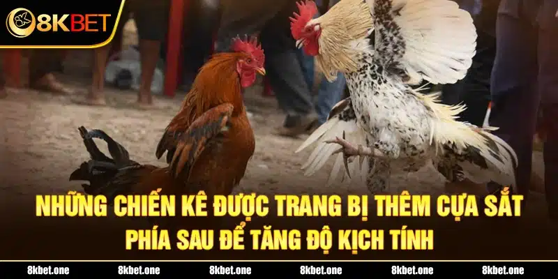 Những chiến kê được trang bị thêm cựa sắt phía sau để tăng độ kịch tính