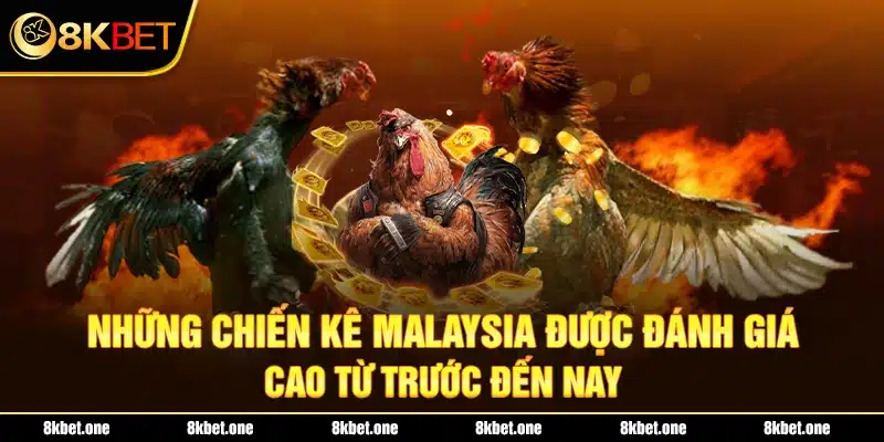 Những chiến kê Malaysia được đánh giá cao từ trước đến nay 