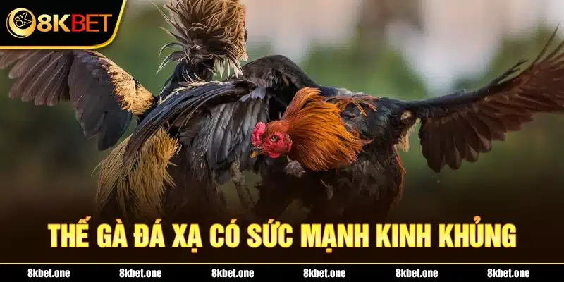 Thế gà đá xạ có sức mạnh kinh khủng