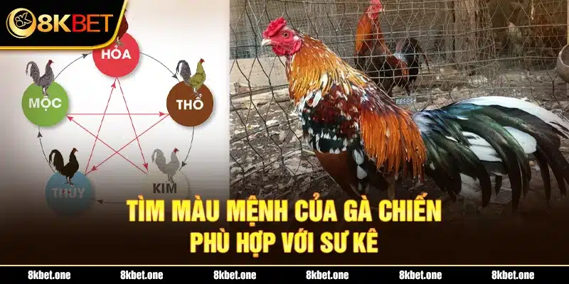 Tìm màu mệnh của gà chiến phù hợp với sư kê