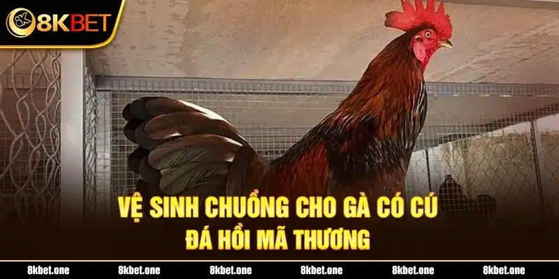 Vệ sinh chuồng cho gà có cú đá hồi mã thương 