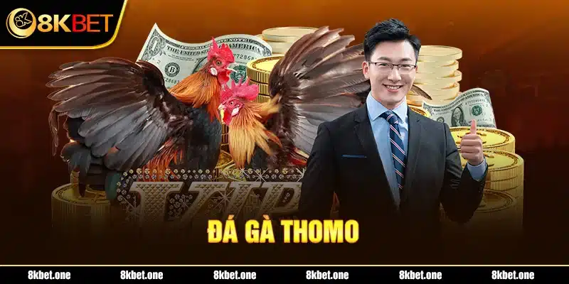 Đá gà thomo tại 8Kbet