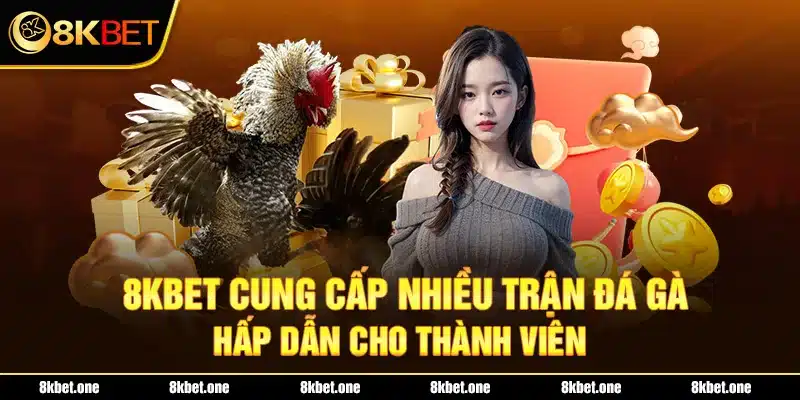 8KBET cung cấp nhiều trận đá gà hấp dẫn cho thành viên