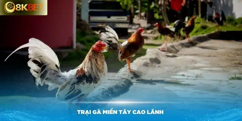 Trại gà miền Tây Cao Lãnh luôn nhận được nhiều quan tâm